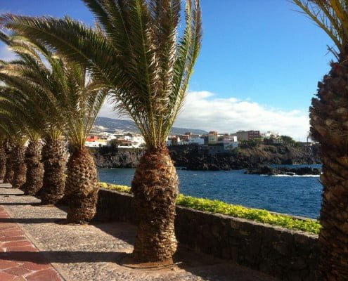 Promenade under the palm trees