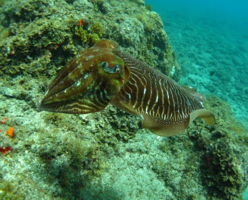 Dive Tenerife. Cuttlefish