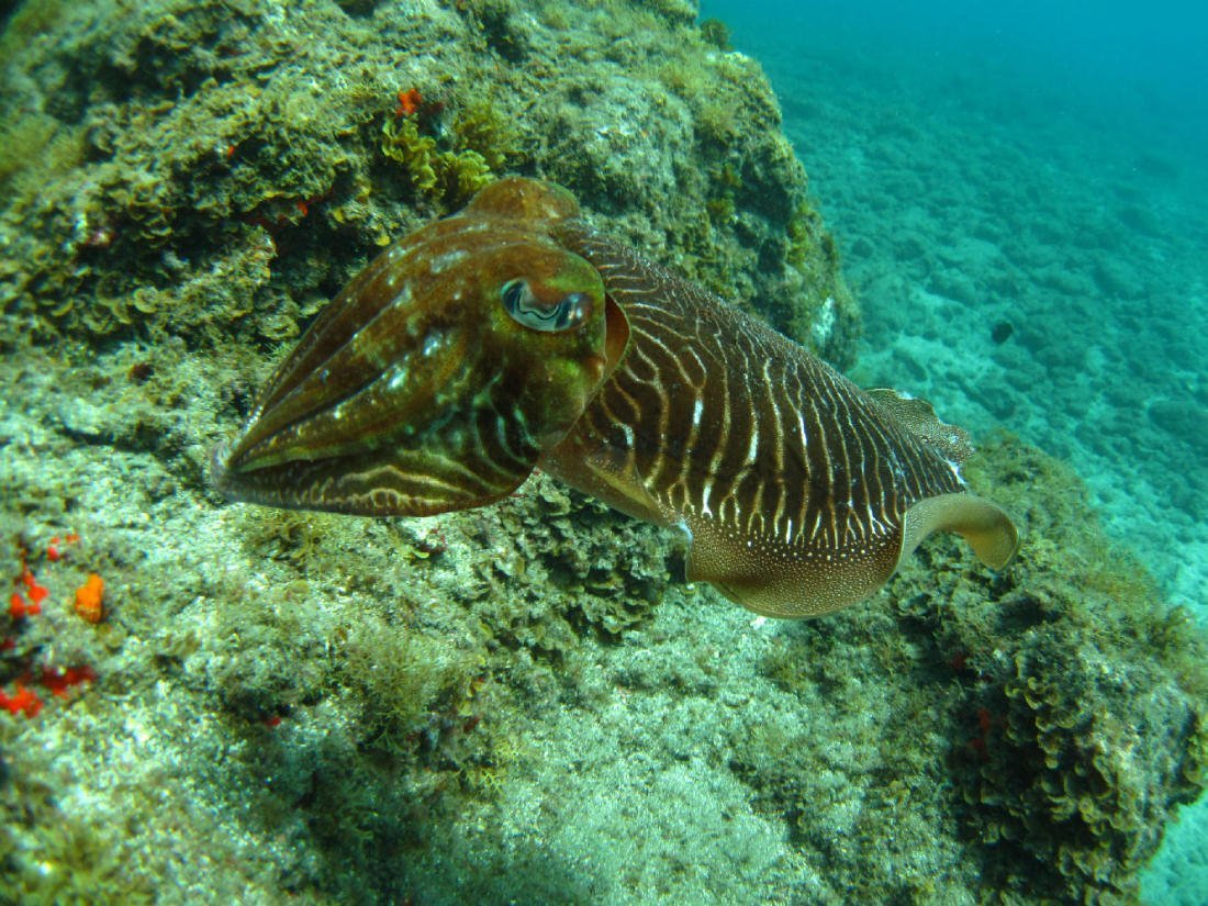 diveria diving center tenerife dives 01 Dive Tenerife. Cuttlefish