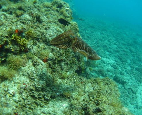 Dive Tenerife, Tauchen Teneriffa, Nurkowanie Teneryfa