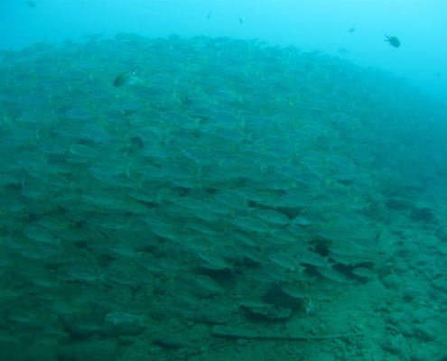 Dive Tenerife, Tauchen Teneriffa, Nurkowanie Teneryfa