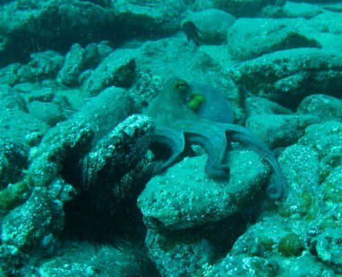Dive Tenerife, in Los Gigantes
