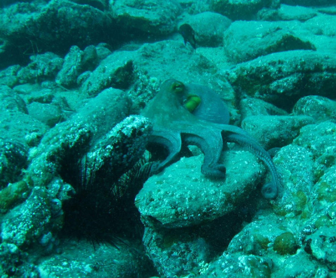 Dive Tenerife, in Los Gigantes
