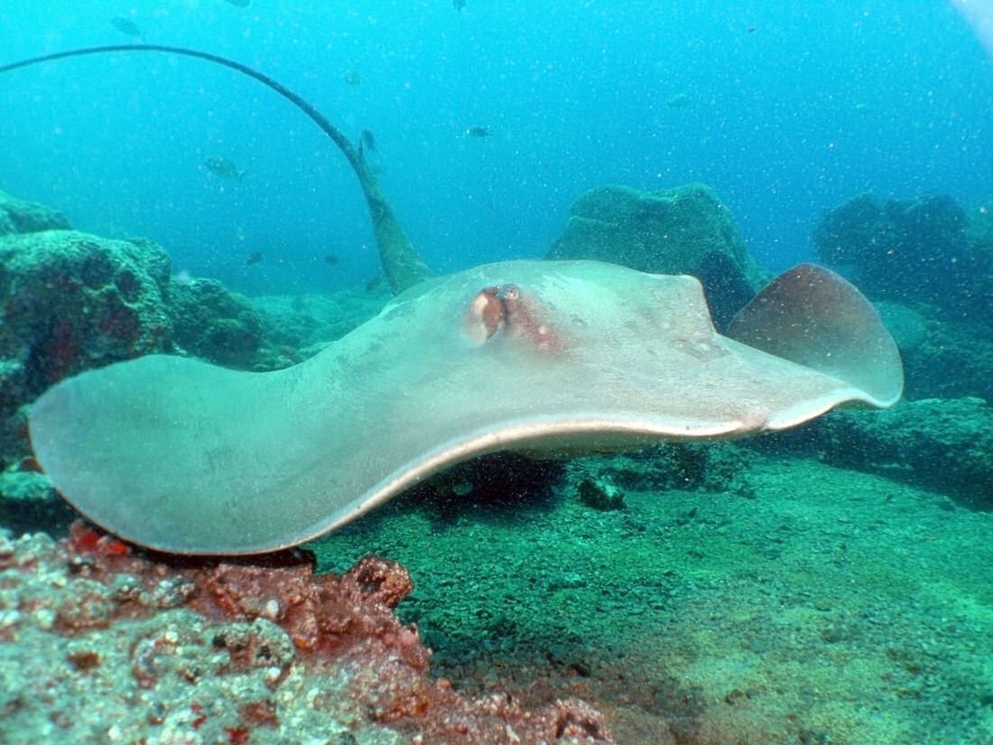Sting Ray Dive Dive Tenerife