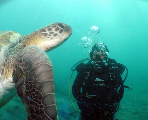 diveria diving center tenerife dives 14 Dive Tenerife