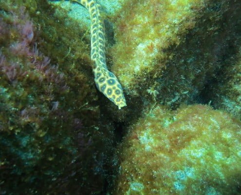 Dive Tenerife, Tauchen Teneriffa, Nurkowanie Teneryfa