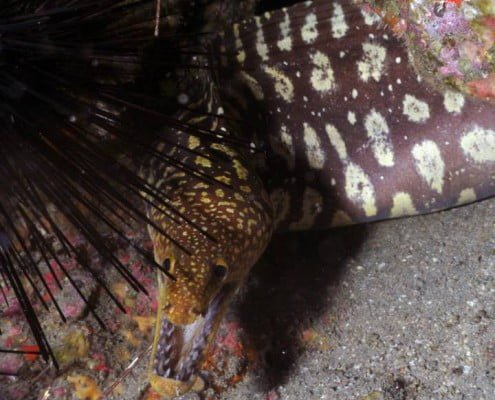 Dive the canary islands