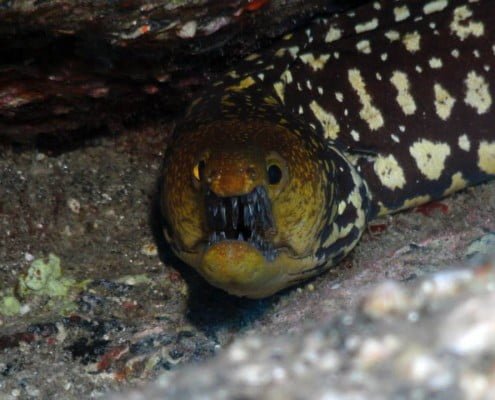 Dive Tenerife, Tauchen Teneriffa, Nurkowanie Teneryfa