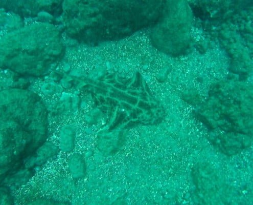 Dive Tenerife, Tauchen Teneriffa, Nurkowanie Teneryfa