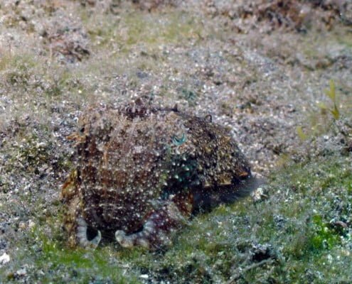 Dive Tenerife, Tauchen Teneriffa, Nurkowanie Teneryfa