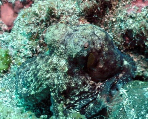 Dive Tenerife, Tauchen Teneriffa, Nurkowanie Teneryfa