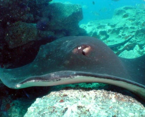 Dive Tenerife, Tauchen Teneriffa, Nurkowanie Teneryfa