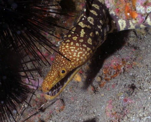 Dive Tenerife, Tauchen Teneriffa, Nurkowanie Teneryfa