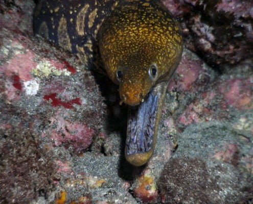 Dive Tenerife, Tauchen Teneriffa, Nurkowanie Teneryfa