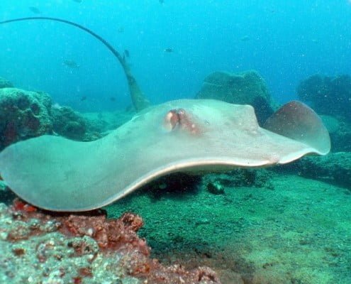 Dive Tenerife, Tauchen Teneriffa, Nurkowanie Teneryfa