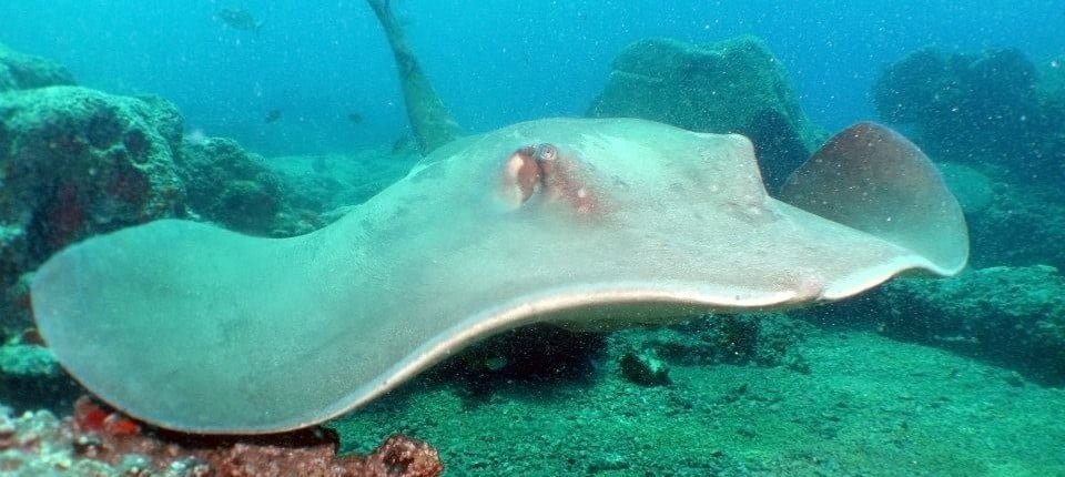 Dive Tenerife, Tauchen Teneriffa, Nurkowanie Teneryfa