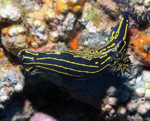 Dive Tenerife, Tauchen Teneriffa