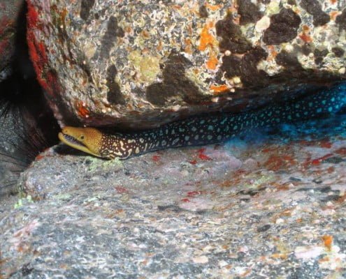 Dive Tenerife. Fangtooth Moray.