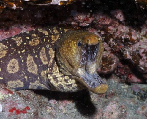 Dive Tenerife. Fangtooth Moray.