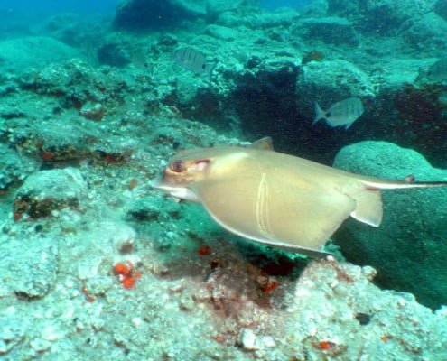 Dive Tenerife, Tauchen Teneriffa, Nurkowanie Teneryfa