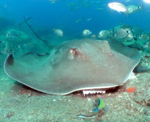 Dive Tenerife, Round Stingtay