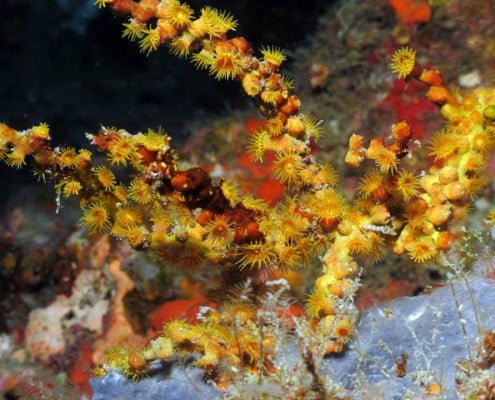 Dive Tenerife, Tauchen Teneriffa, Nurkowanie Teneryfa