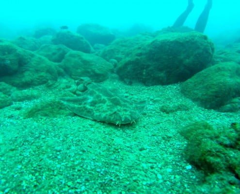 Dive Tenerife with our Diving Center