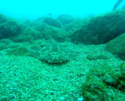 Dive Tenerife, Tauchen Teneriffa, Nurkowanie Teneryfa