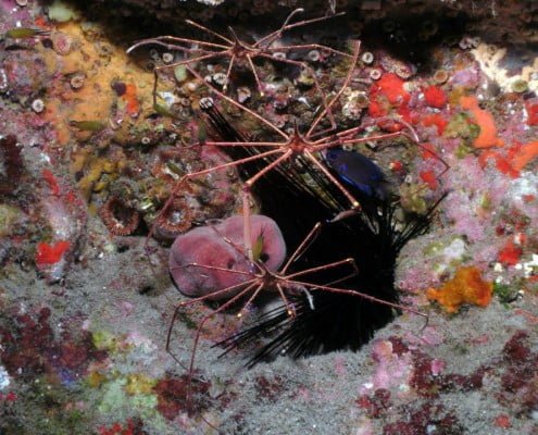 Dive Tenerife. macro life