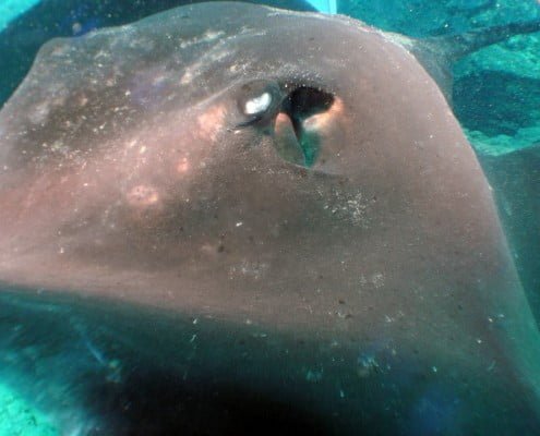 Dive Tenerife, Tauchen Teneriffa, Nurkowanie Teneryfa