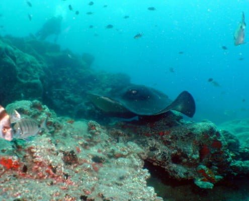 Dive Tenerife. The beauty of the ocean