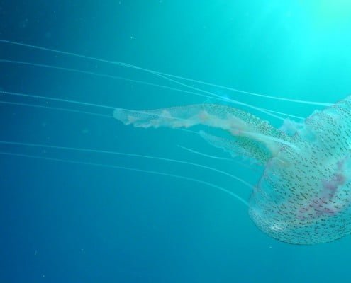 Dive Tenerife, Tauchen Teneriffa, Nurkowanie Teneryfa