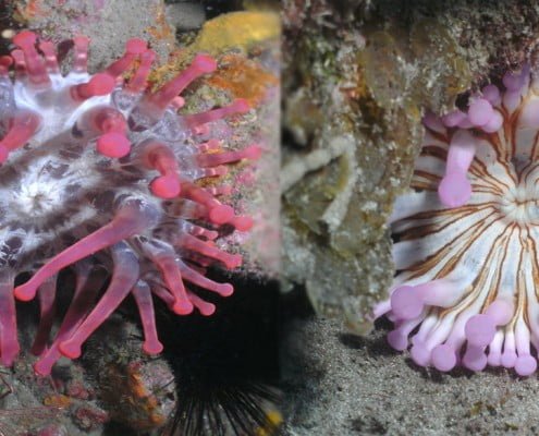Dive Tenerife. Anemone