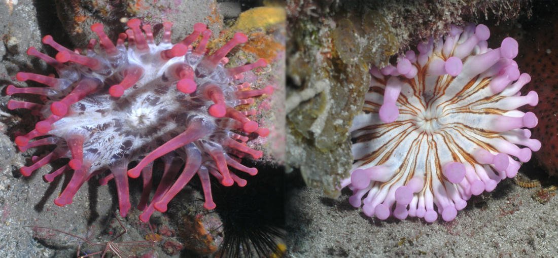 diveria diving center tenerife dives 39 Dive Tenerife. Anemone