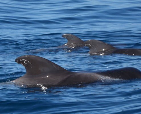 diving in the atlantic sea