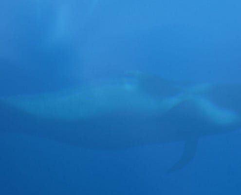 beautifull nature in the south of tenerife