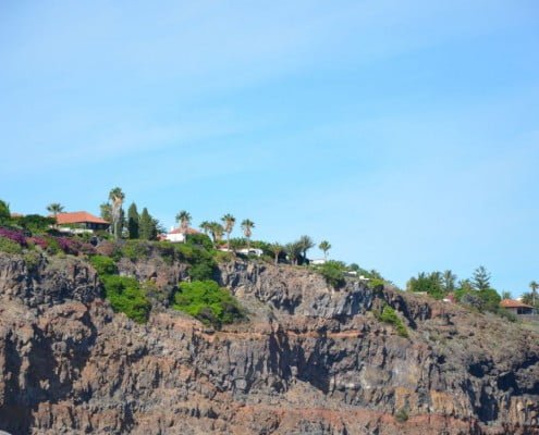 palmtrees in tenerife