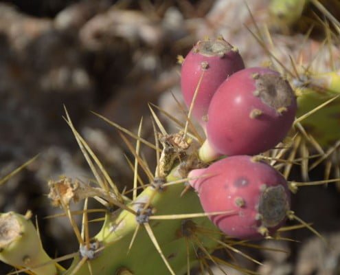 exotic fruits in tenerife
