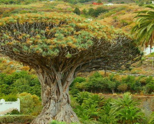 the dragon tree in icod de los vinos is natural symbol of tenerife.