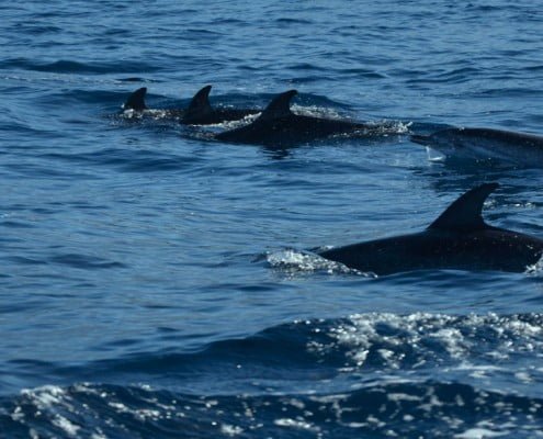 diving with dolphins in the canary islands