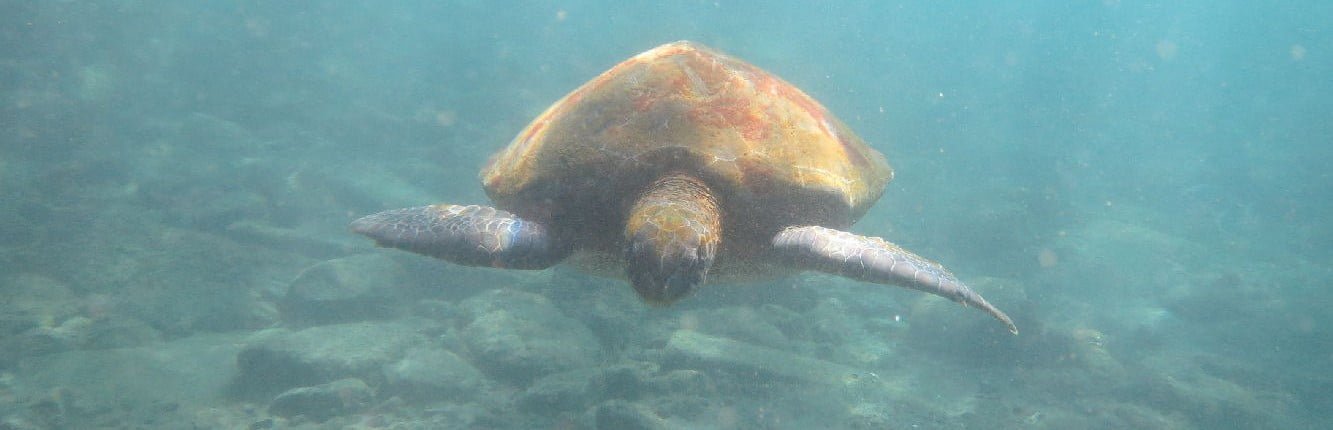 Dive Tenerife Alcala