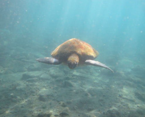 diveria diving center tenerife turtles 01 Dive Tenerife Alcala