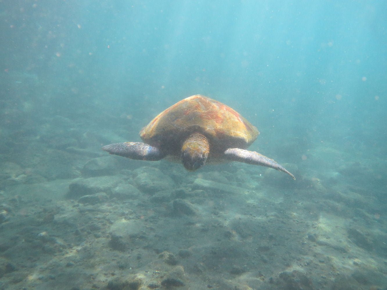 Dive Tenerife Alcala