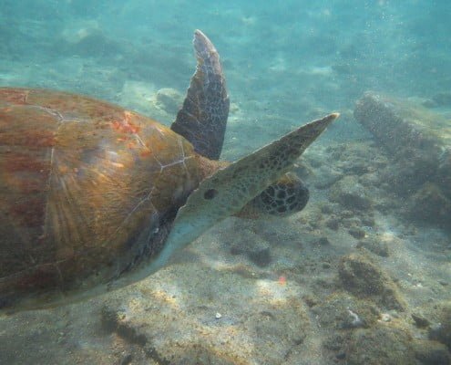 diveria diving center tenerife turtles 02 Dive Tenerife Alcala