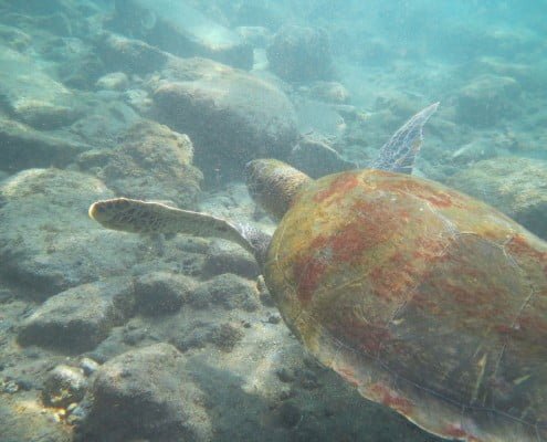 diveria diving center tenerife turtles 03 Dive Tenerife Alcala