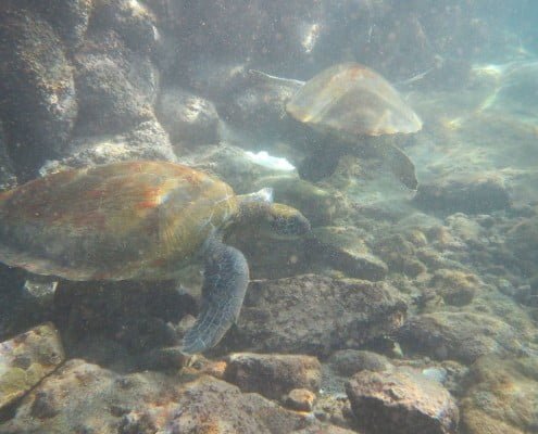 diveria diving center tenerife turtles 04 Dive Tenerife Alcala