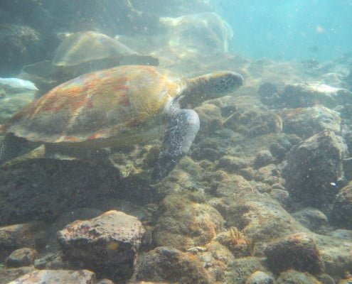 diveria diving center tenerife turtles 05 Dive Tenerife Alcala