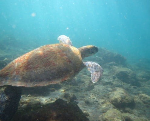 diveria diving center tenerife turtles 06 Dive Tenerife Alcala