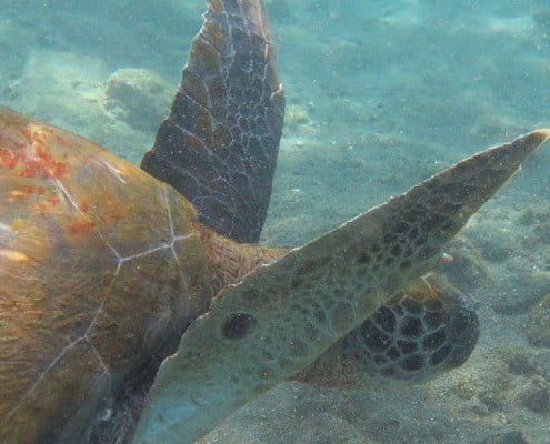Dive with Turtles Tenerife Try diving with Turtles