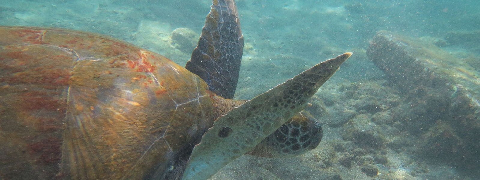 Dive with Turtles Tenerife Try diving with Turtles